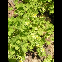 Herbe-aux-verrues - Chelidonium Majus (fam Papaveracees) (Europe & Afrique du nord) (02)